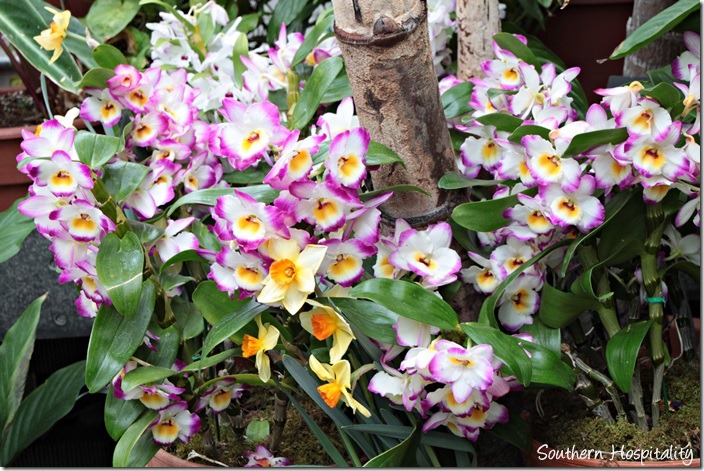 tropical orchids