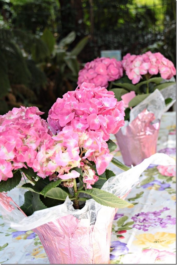 hydrangeas on table