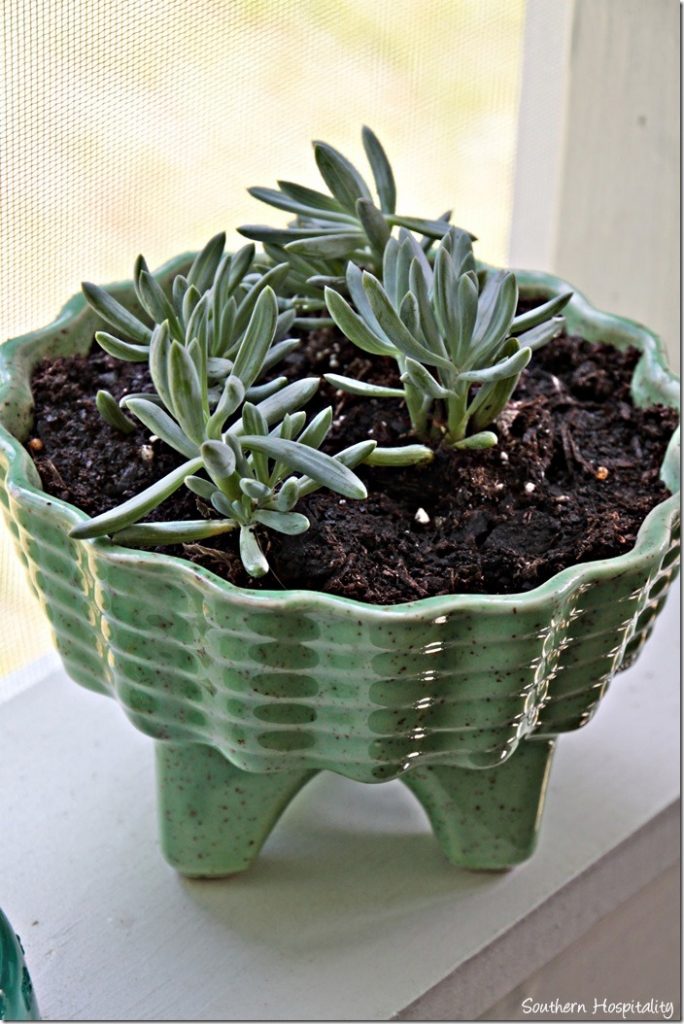 planter with succulents