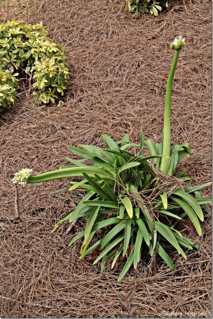 Agapanthus Queen Mum