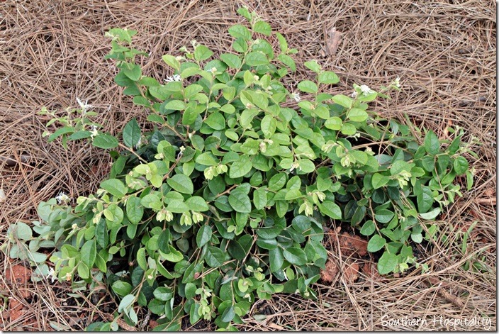 Loropetalum Emerald Snow