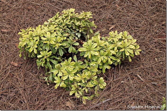 Mojo Pittosporum