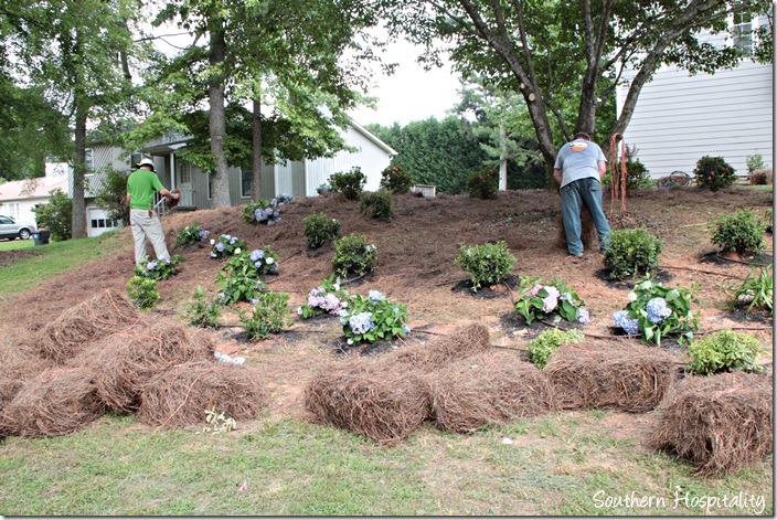 adding pinestraw