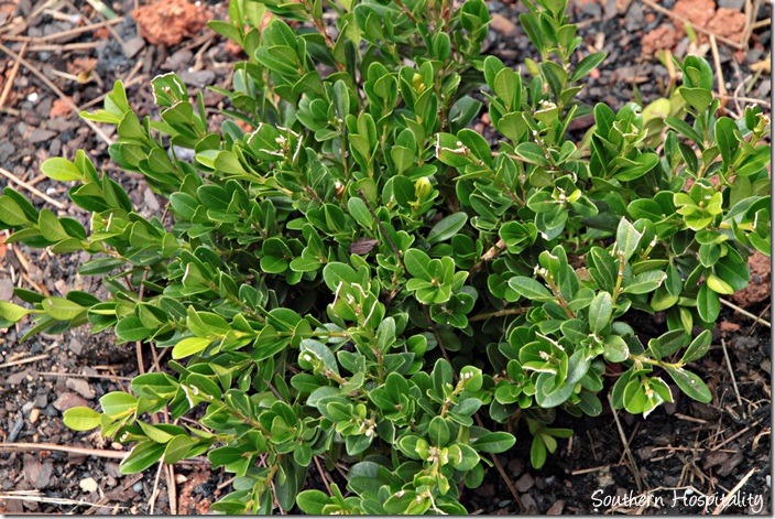 baby gem boxwood