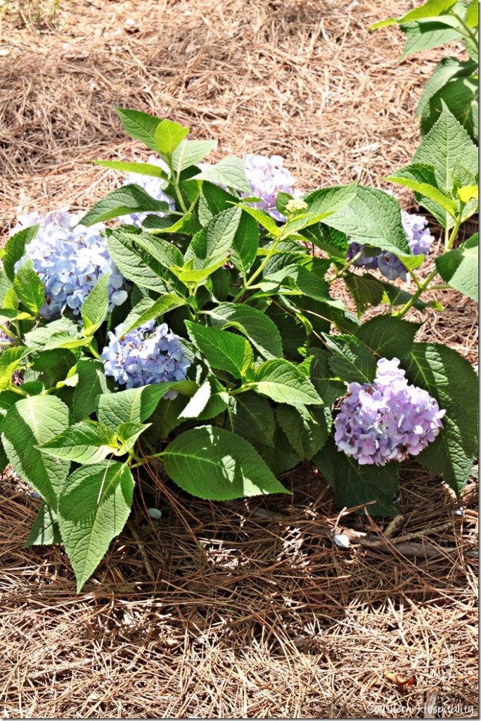 dear delores hydrangeas