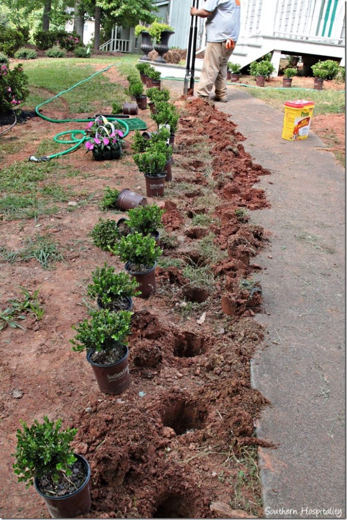 boxwoods going in