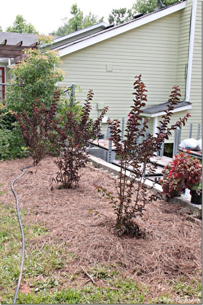 crepe myrtles