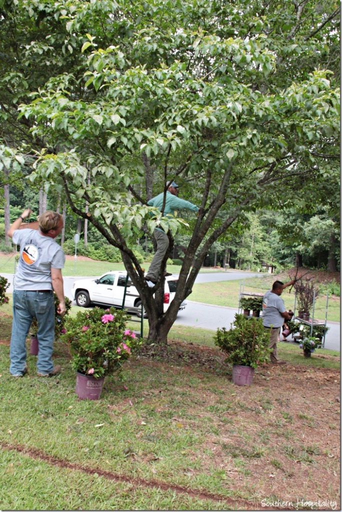 dogwood tree limbs cut