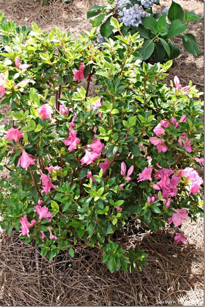 encore azaleas