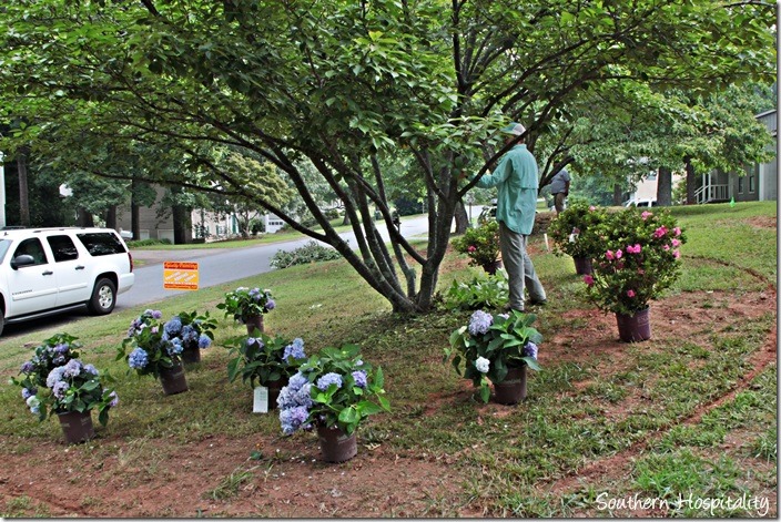 hydrangeas being placed