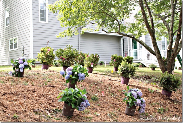 hydrangeas on bank