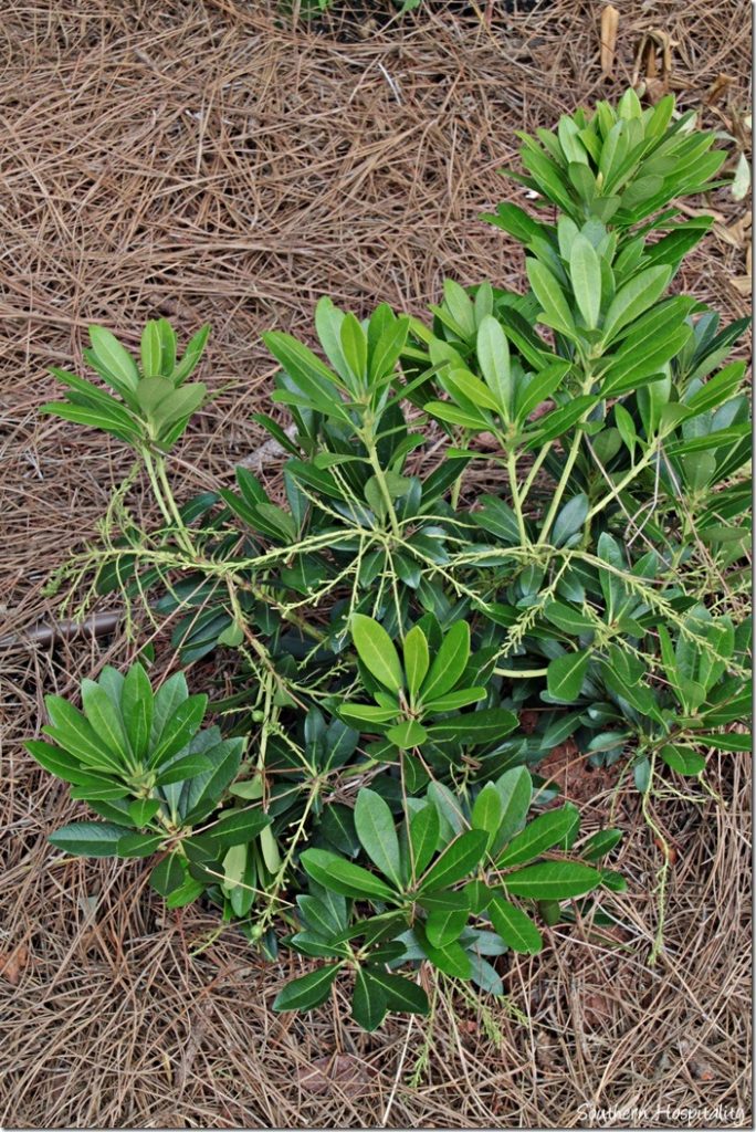 mountain snow pieris