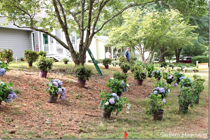 plants added in front beds