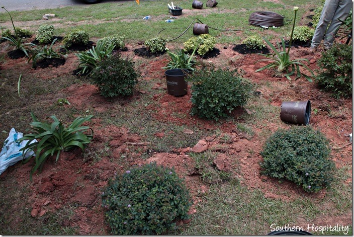 plants going in ground