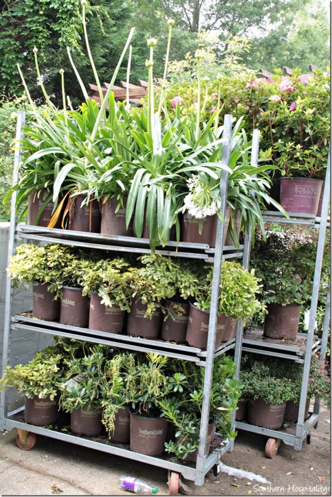 plants on racks