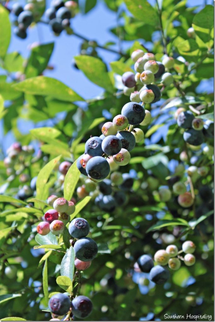 ripe blueberries