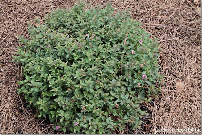 spirea little bonnie