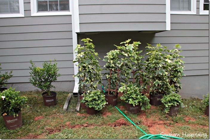 vines for trellis