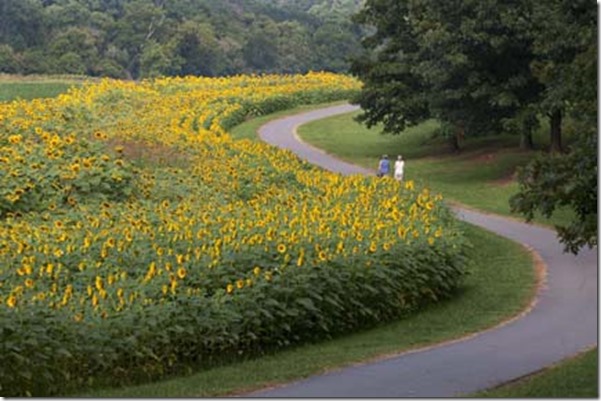 Sunflowers1 (2)_LR