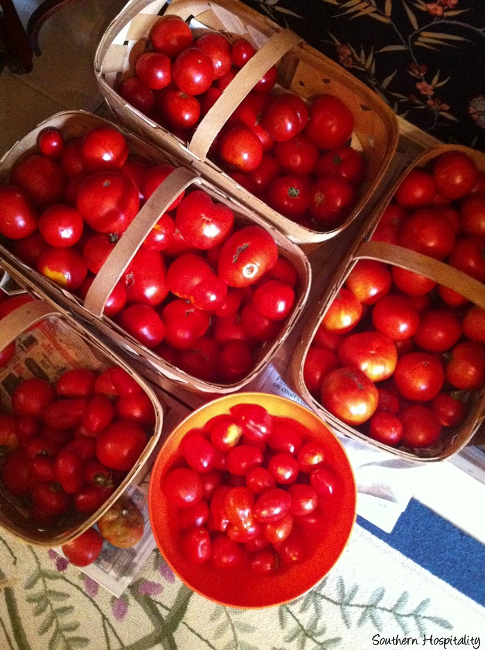 crop of tomatoes