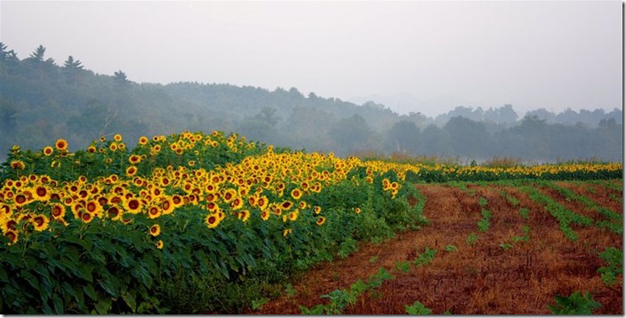 sunflowerfog2 (2)