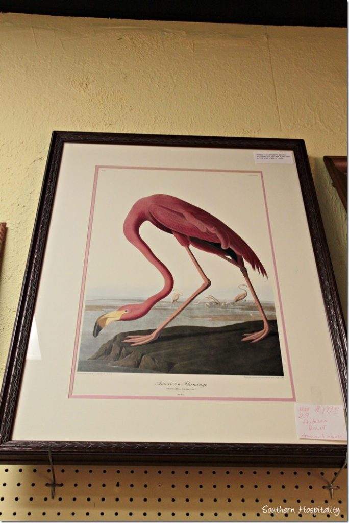 flamingo pic