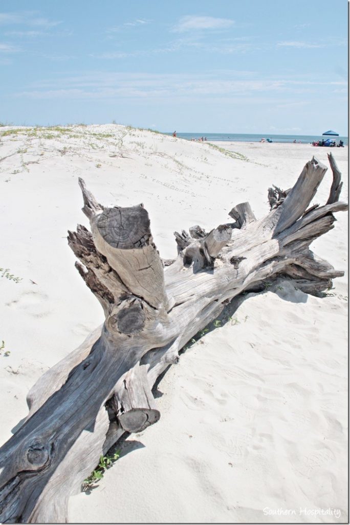 driftwod on beach