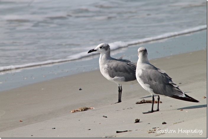 seagulls