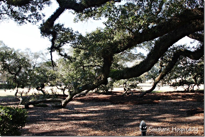 oak limbs