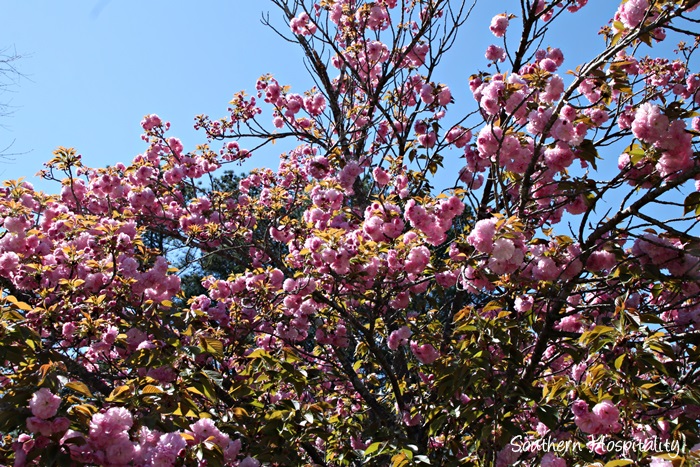 cherry blossoms 3