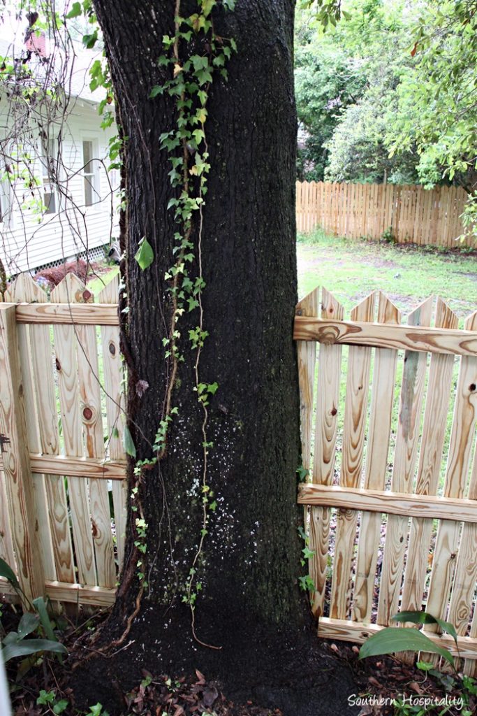 backyard tree