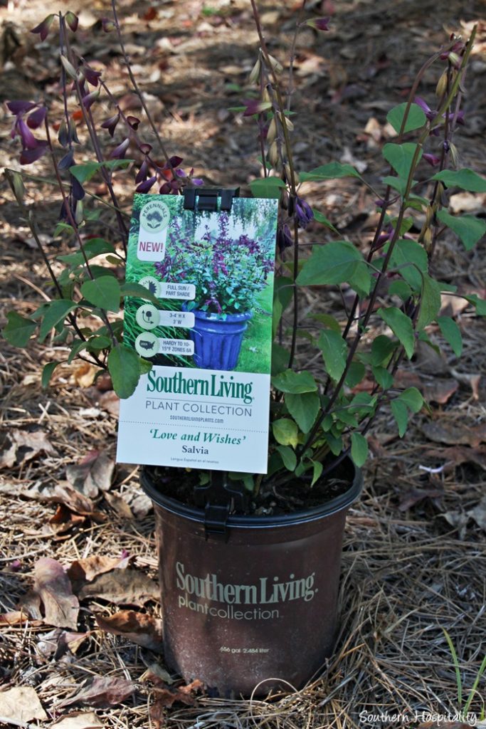 southern living plants20151017_005