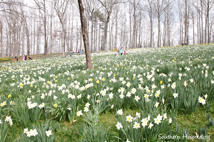 gibbs gardens daffodils005