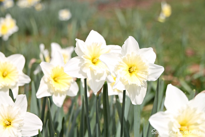 gibbs gardens daffodils012