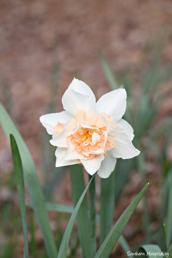gibbs gardens daffodils018