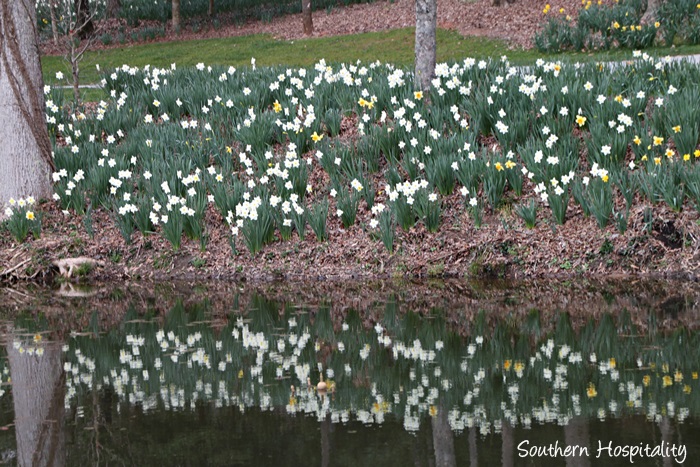 gibbs gardens daffodils039