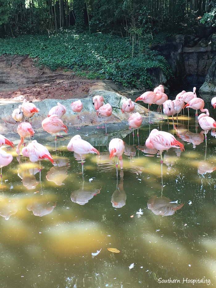 zoo atlanta001