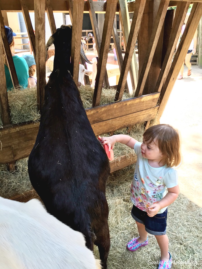 zoo atlanta048