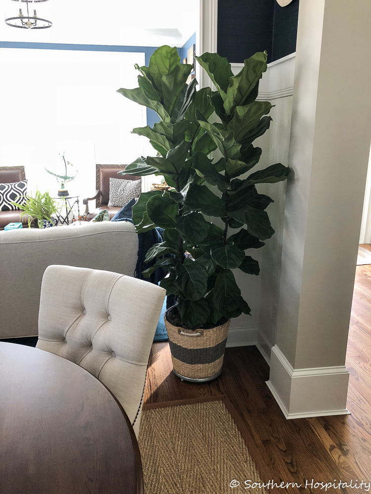 download free best house plants