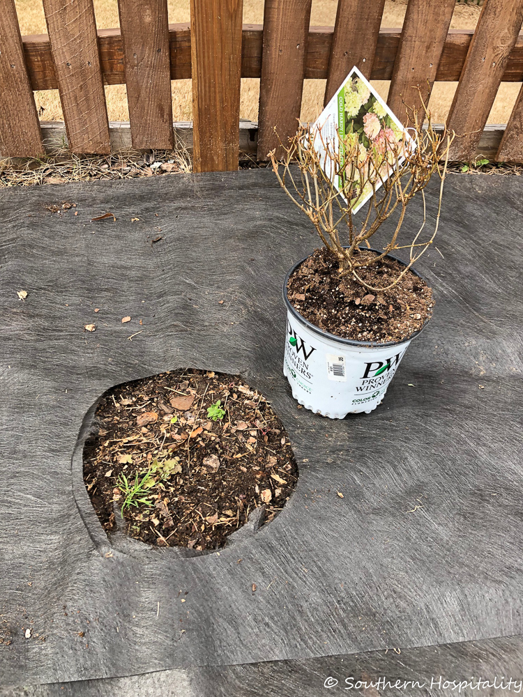 How To Dry Hydrangeas The Easy Way - StoneGable