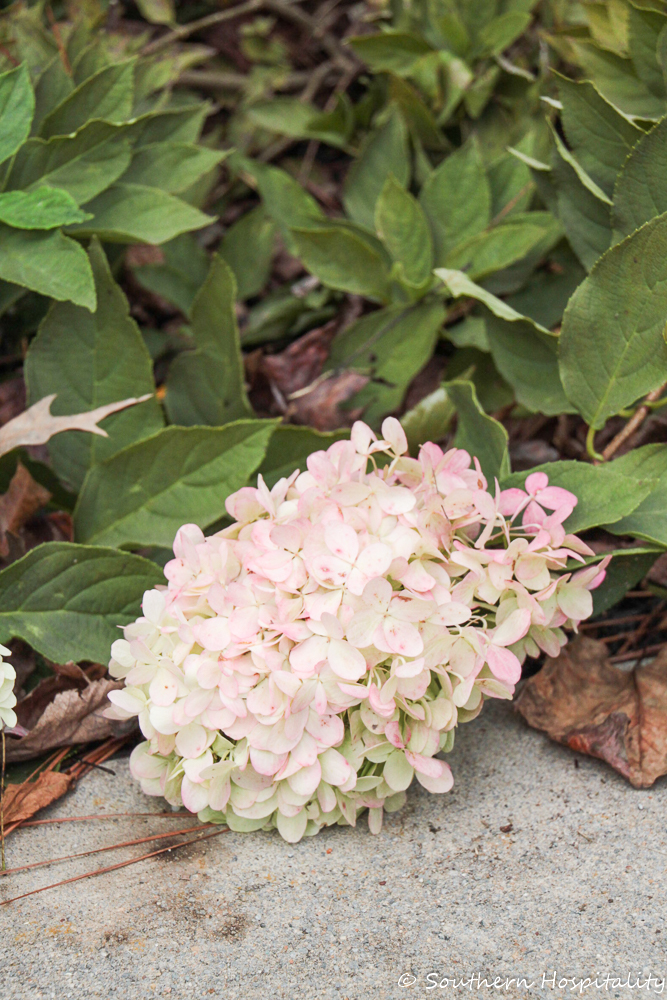 How to Dry Limelight Hydrangeas - Southern Hospitality