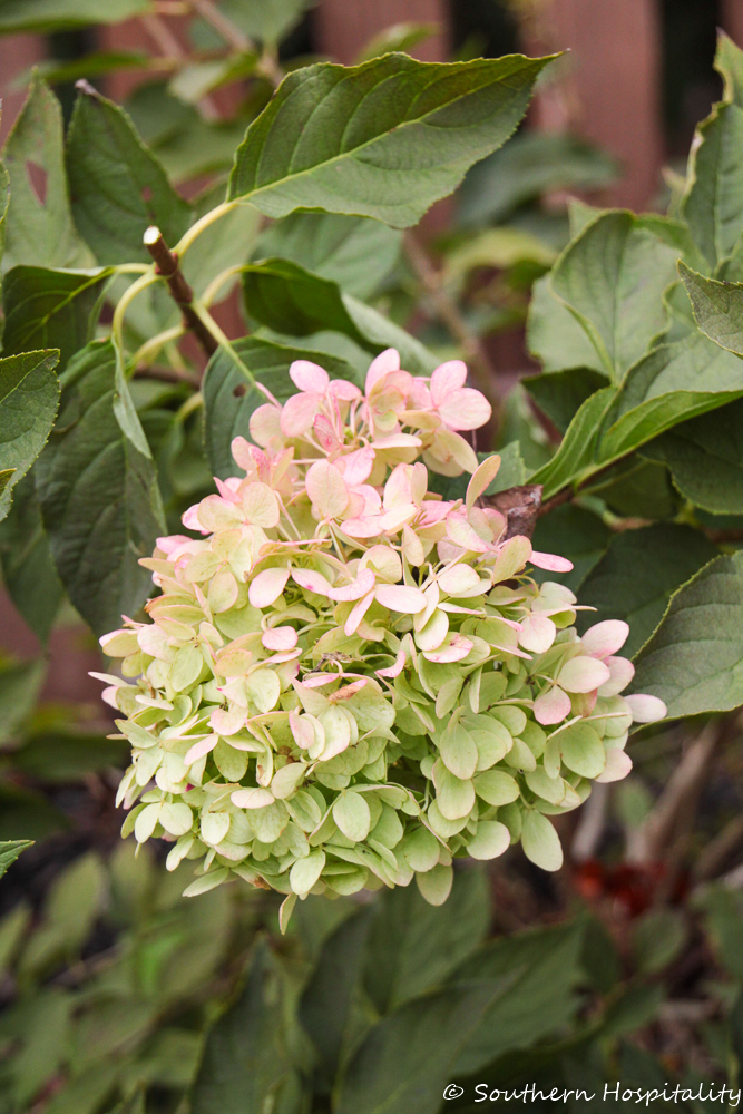 How to Dry Limelight Hydrangeas - Southern Hospitality