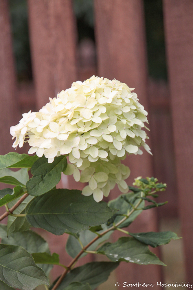 How to Dry Hydrangeas - Sand and Sisal