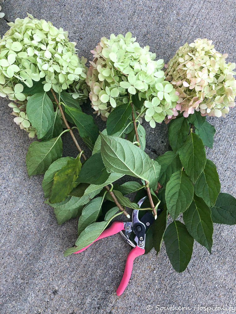 how to dry limelight hydrangeas