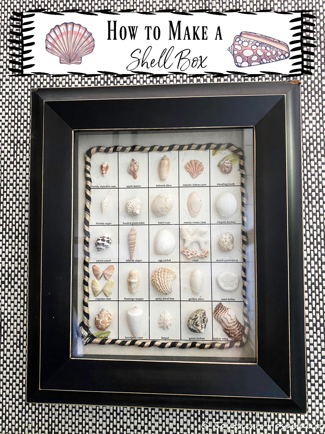 Seashell Collector's Box 