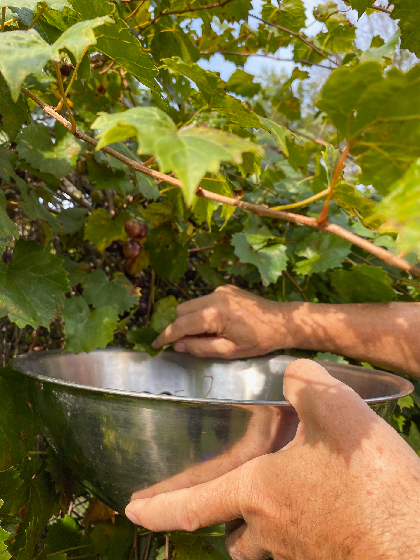 How to Make Muscadine Jelly - Southern Hospitality