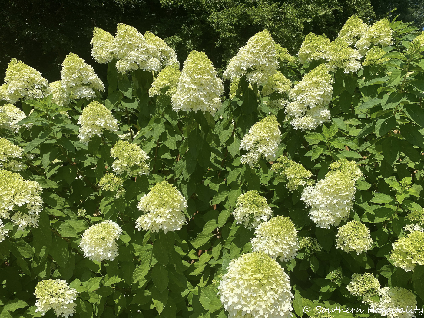 How to Dry Limelight Hydrangeas - Southern Hospitality