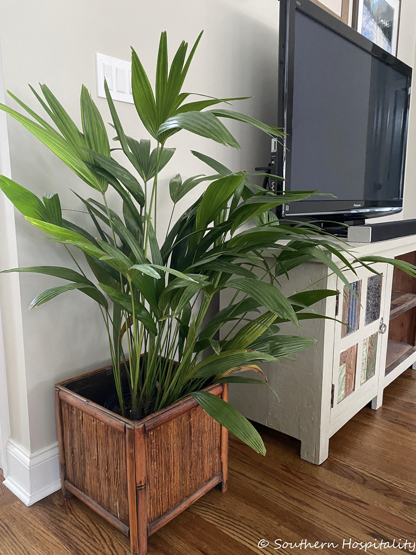 https://southernhospitalityblog.com/wp-content/uploads/2023/02/Real-house-plants-2184.jpg